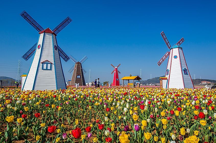 Tulips and windmills in Holland, Michigan.