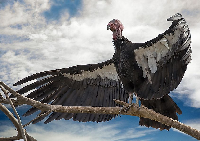 A California condor with its massive wingspan.