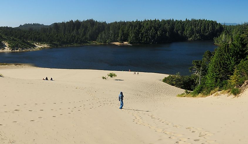 Jessie M. Honeyman Memorial State Park, which adjoins the Oregon Dunes National Recreation Area.