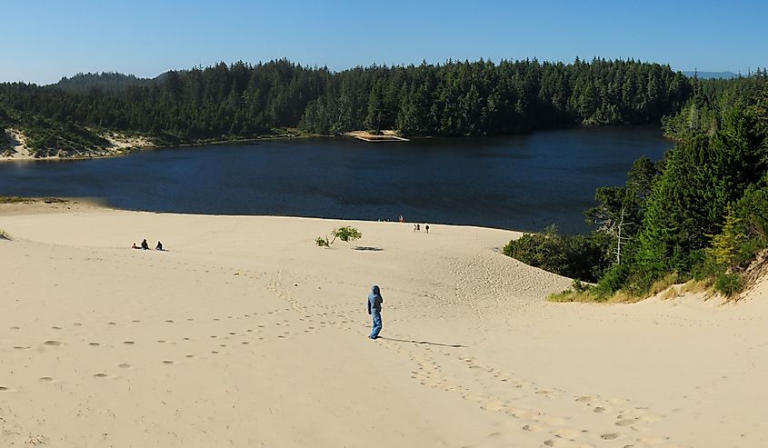 Panorama View Of Jessie M. Honeyman Memorial State Park, Oregon Dunes