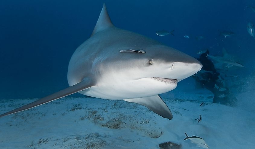 Bull shark (Carcharhinus leucas) in deep water