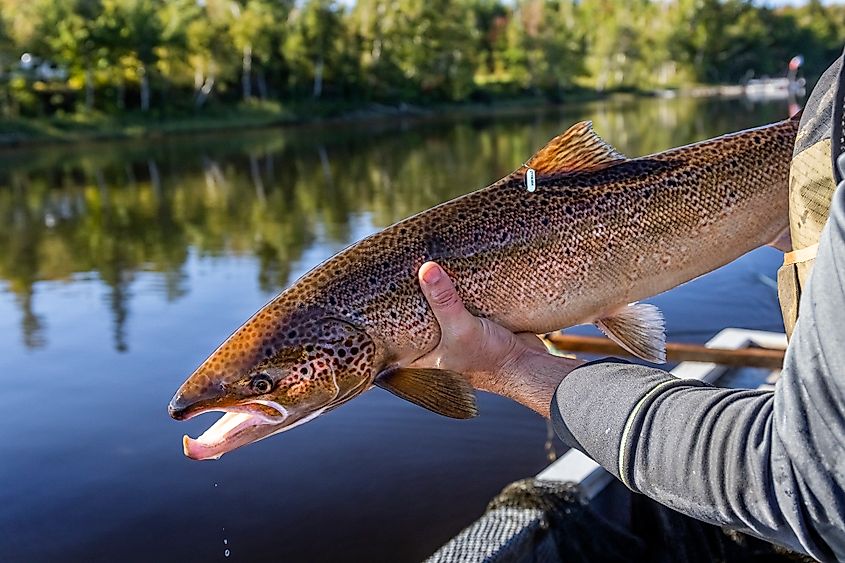 Atlantic Salmon