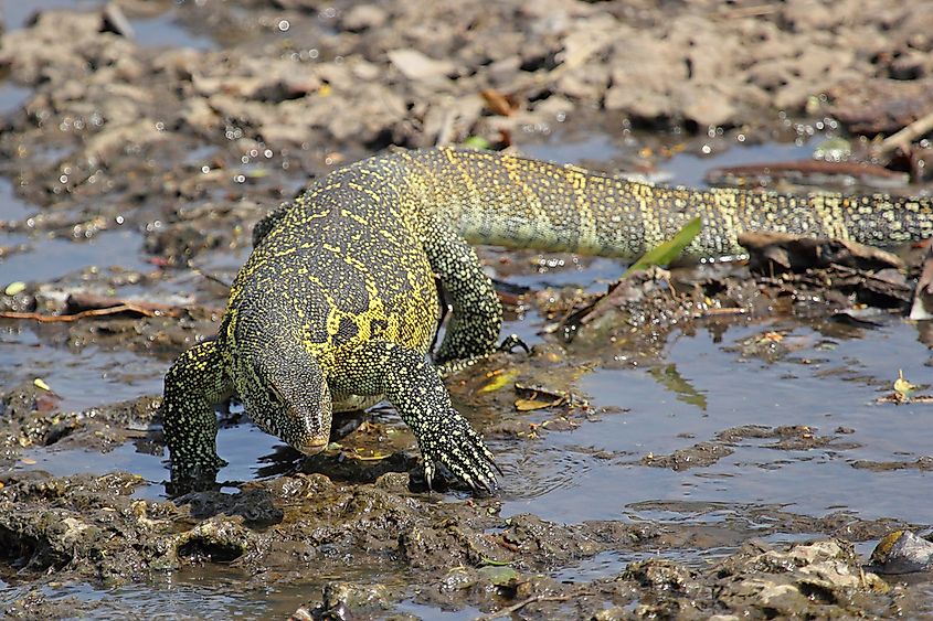 What Animals Live In The Nile River? - WorldAtlas What Animals Live In The Nile River? - WorldAtlas