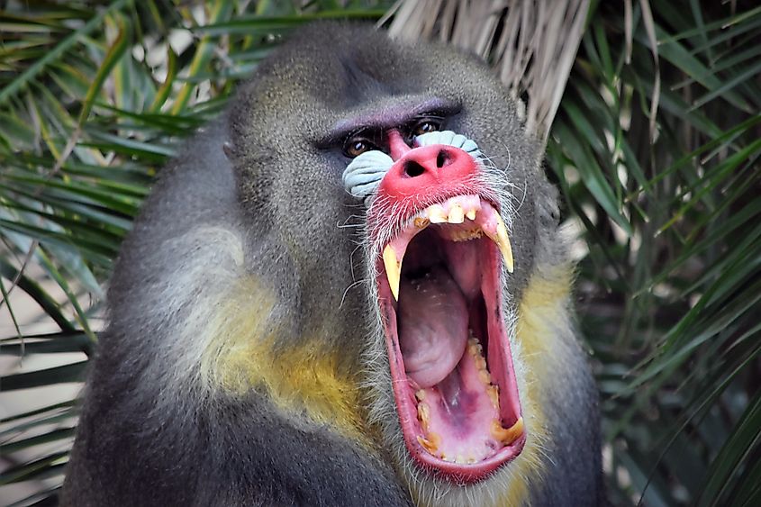 A Mandrill yawning