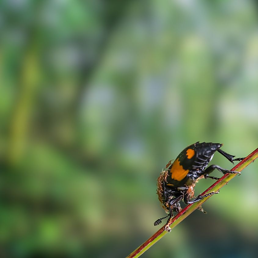 American burying beetle.