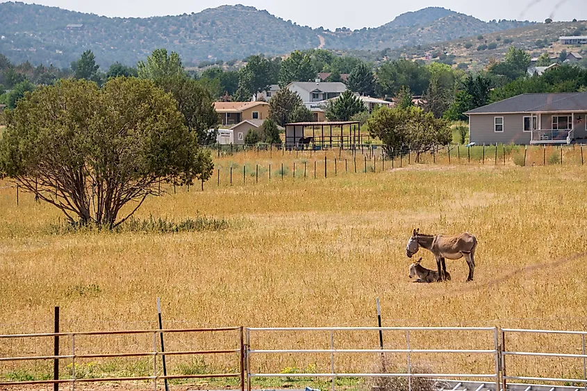 Open Land in Chino Valley
