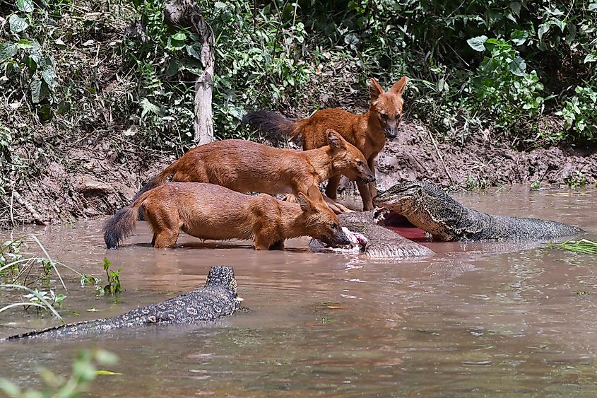 dhole thailand