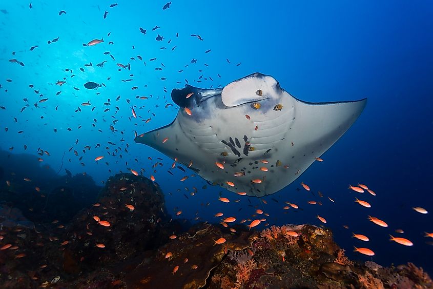Reef manta ray gliding over a reef