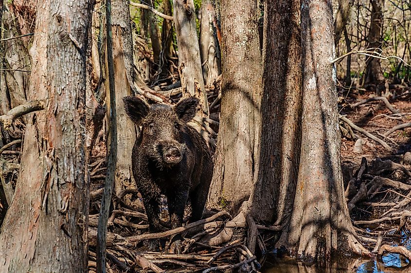 A wild boar in the woodland.