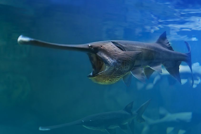 An American paddlefish swimming with its mouth open, showing the long spatula-shaped snout.
