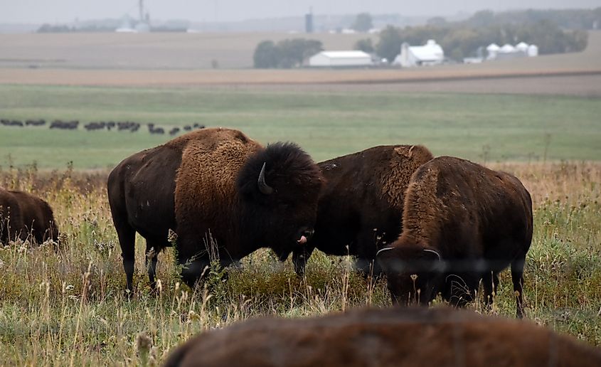 American bison walking and grazing on native prairie grasses in Blue Mounds State Park near Luvurne, Minnesota.