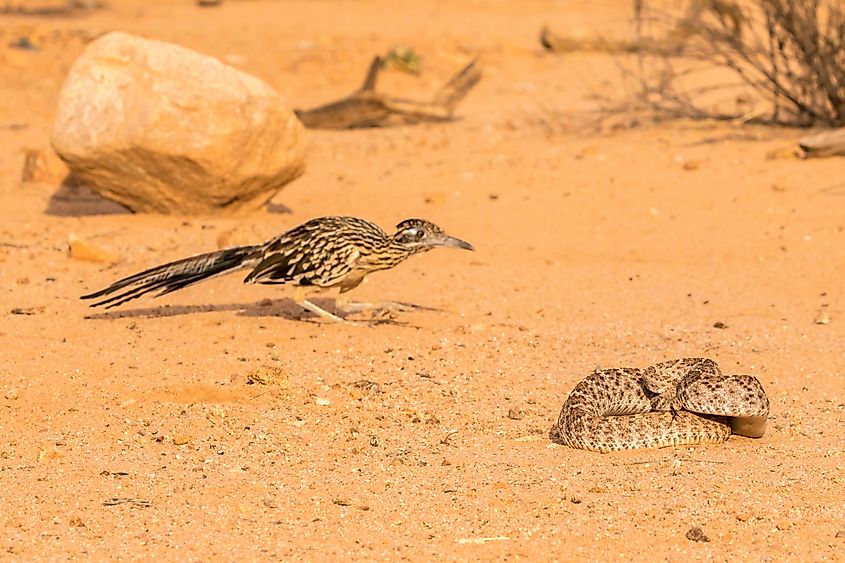 Roadrunner with western diamondback rattlesnake.