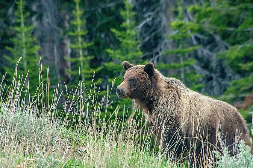 Grizzly bears can occasionally be seen along the Beartooth Highway.