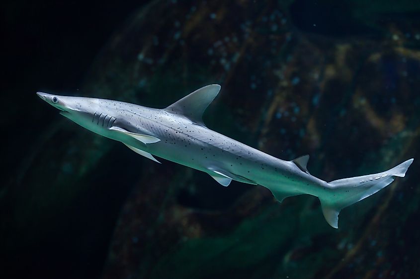A bonnethead shark, also known as a shovelhead shark
