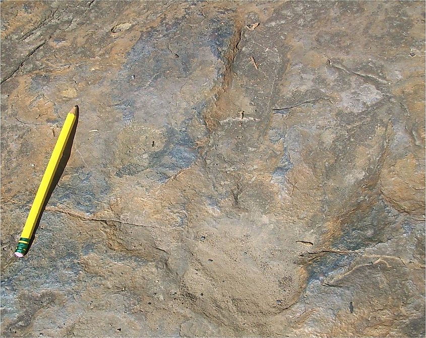 Eubrontes footprint, Dinosaur Footprints Reservation, Holyoke, Massachusetts