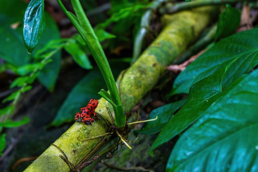 Red strawberry poison-dart frog on a tree branch in Bastimentos, Panama.