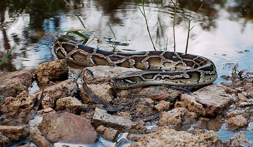 Burmese Python in the Everglades