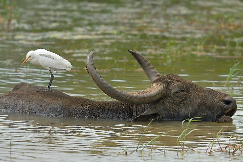 Yala National Park