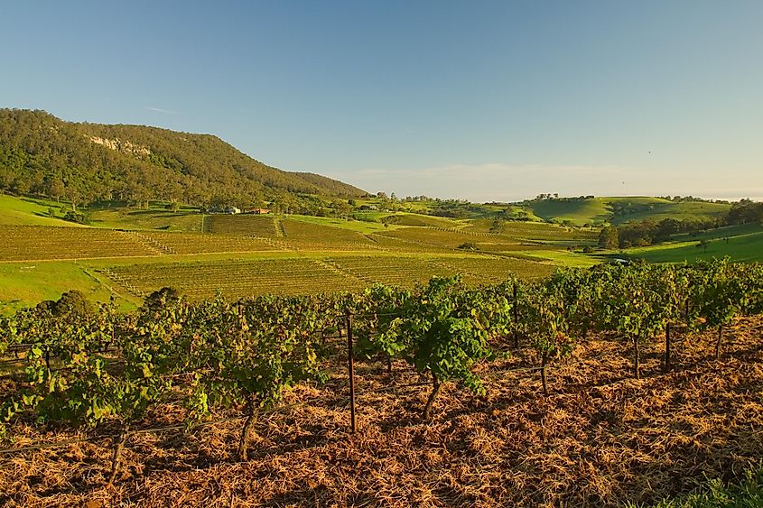 Views of vineyards Hunter Valley, Australia