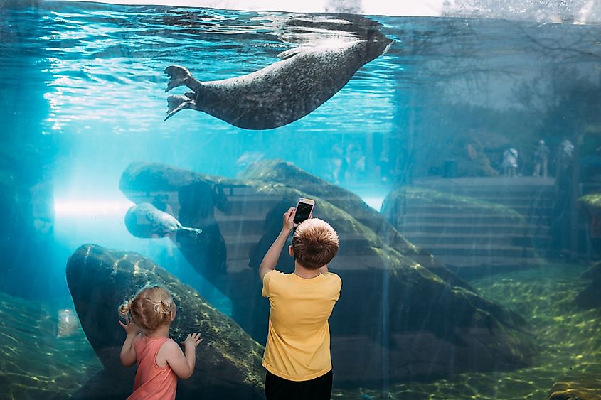 Editorial Photo Credit: Cavan-Images via Shutterstock. ST. LOUIS, MISSOURI - JANUARY 3, 2023: Kids watching and photographing sea lions at zoo