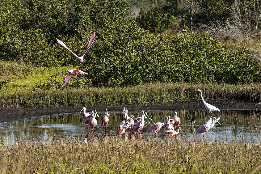 2 spoonbills flying into a large flock of spoonbills feeding in water at Robinson Preserve in Bradenton, Florida