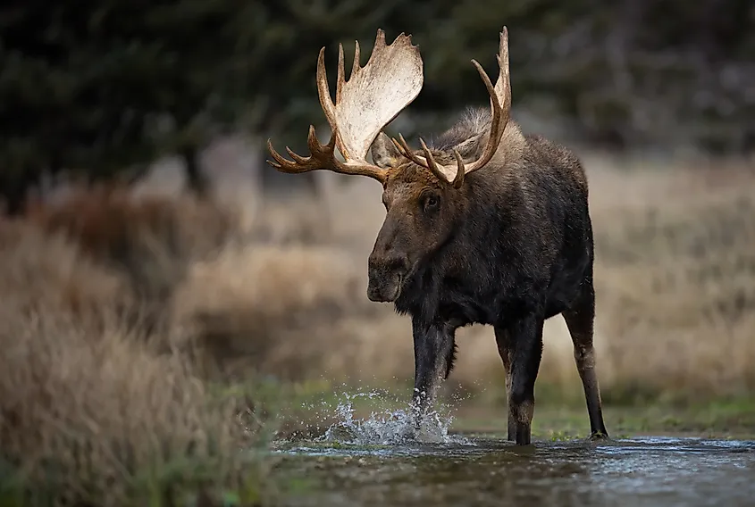 Moose (Alces alces)