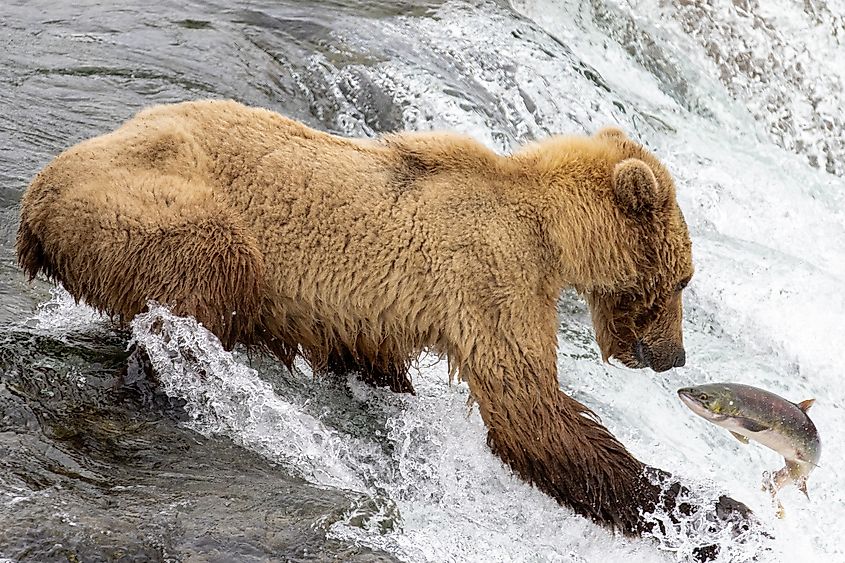 A grizzly bear fishing for salmon at Brooks Falls, Katmai National Park and Preserve, Alaska.