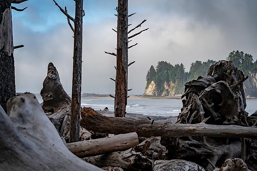 Looking through the driftwood piled up on the coast of Rialto Beach, Washington.