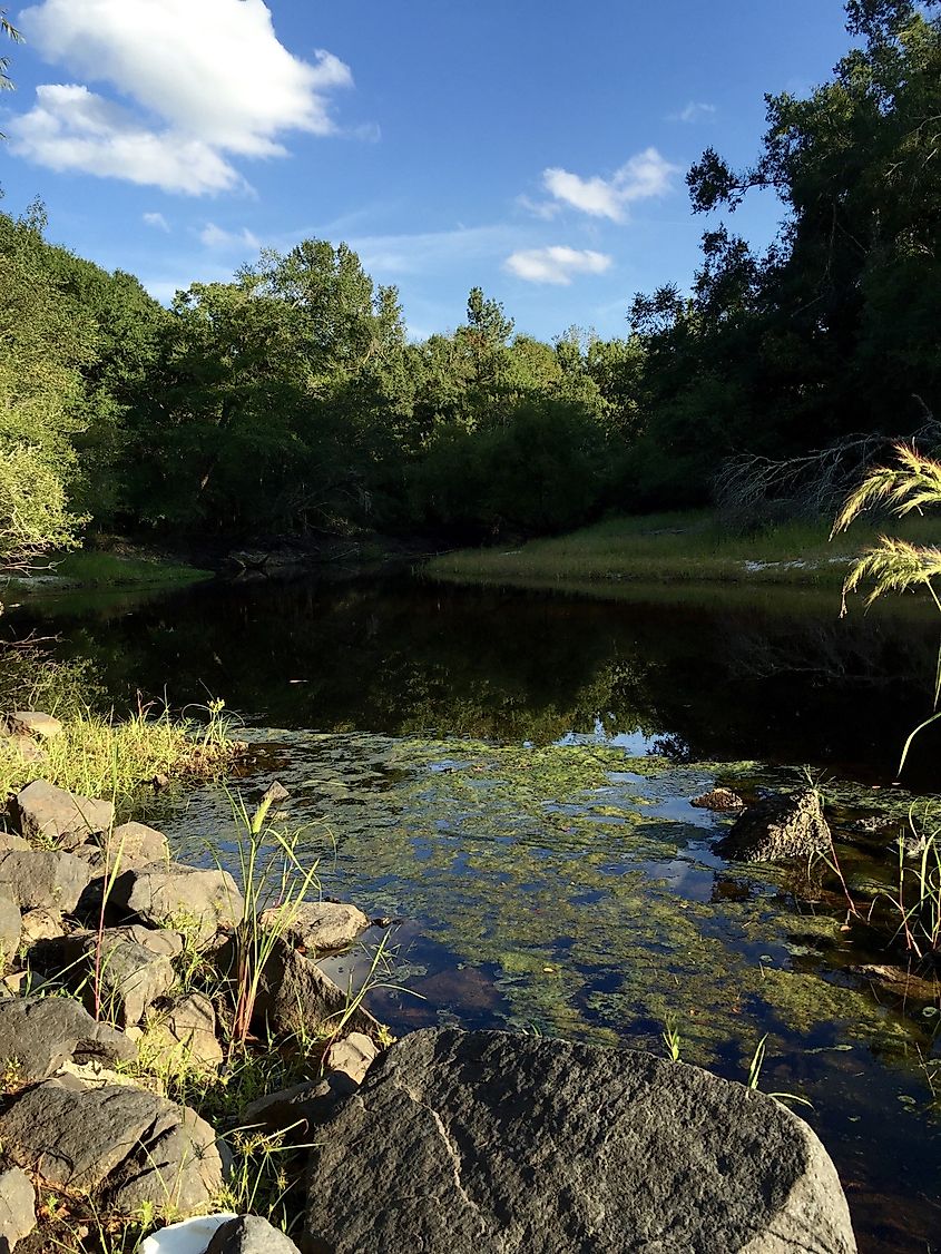 The Black River at Kingstree.