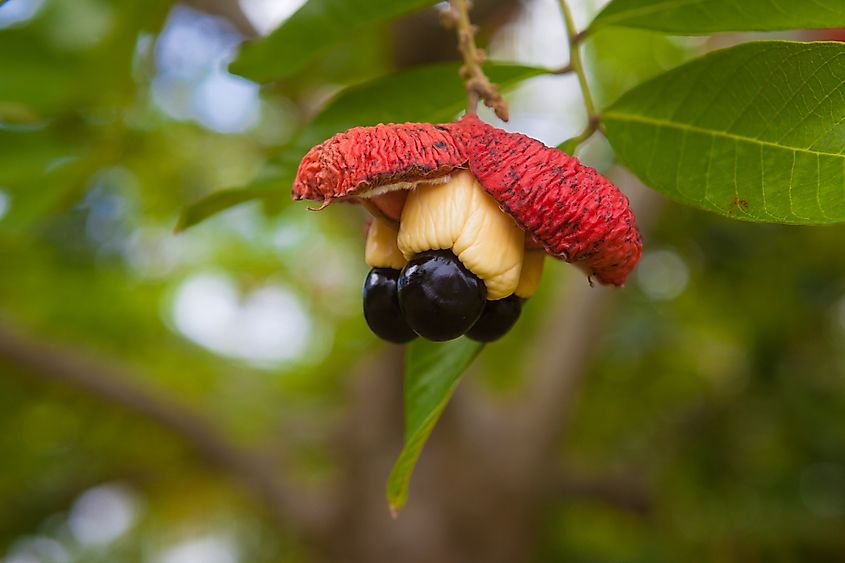Ackee fruit