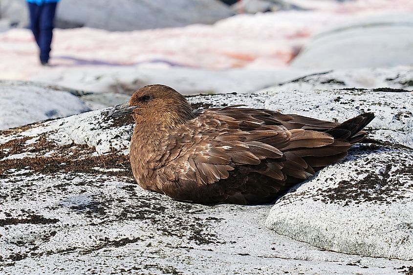 Brown skua (Stercorarius antarcticus or Antarctic skua), a large seabird resting on Petermann Island in Antarctica