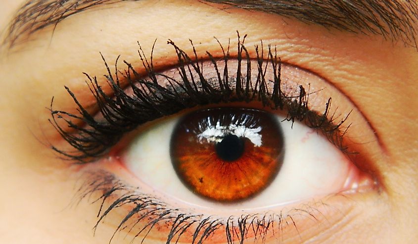 amber color big almond eye