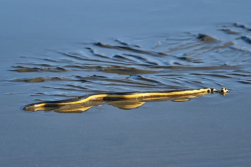 A venomous yellow-bellied sea snake.
