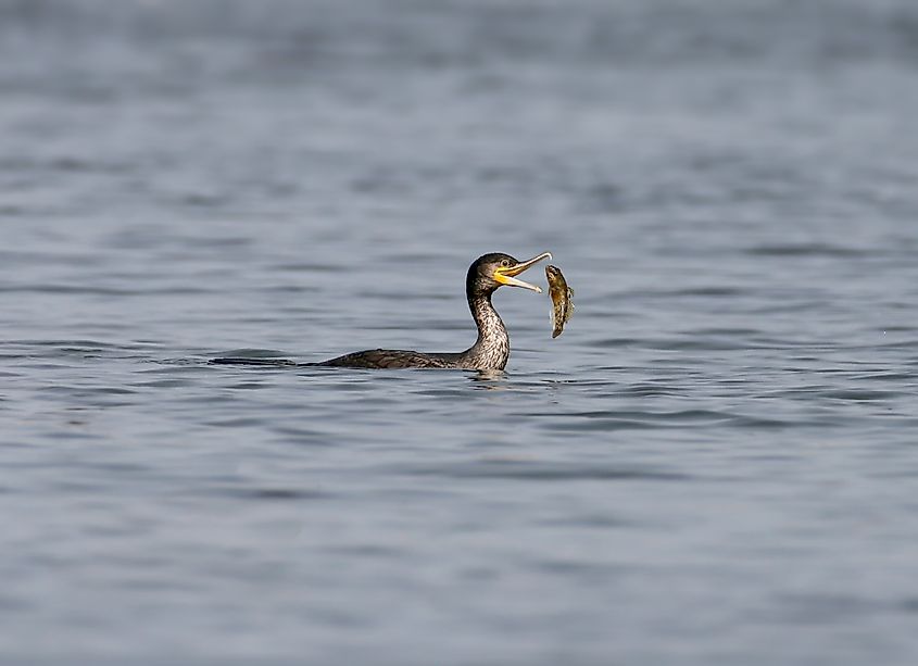 Adult great cormorant (Phalacrocorax carbo) juggling a caught round goby in its beak before swallowing it.