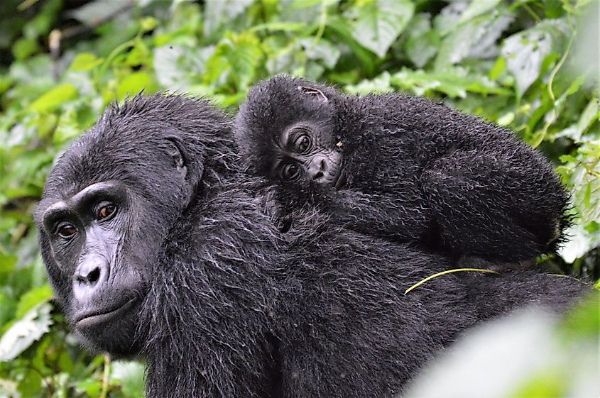 What Animals Live In The Tropical Rainforest? - WorldAtlas