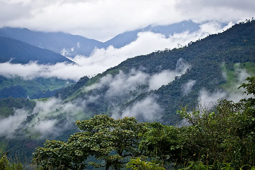 A cloud forest is characterized by a subtropical or tropical climate with a high level of mist.
