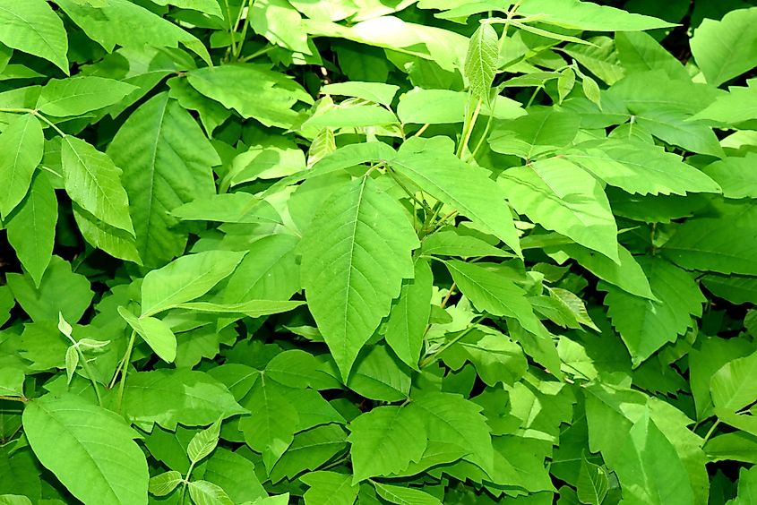 Poison sumac, Rhus radicans grows as a shrub, but is also able to climb with its roots.