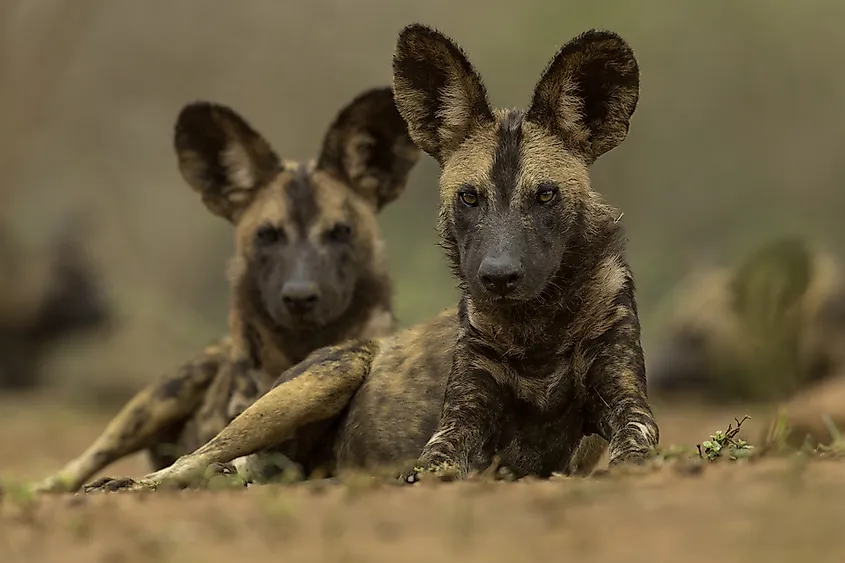 African wild dogs in KwaZulu-Natal province, South Africa.