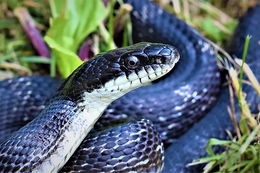 Pennsylvania Black Ratsnake.