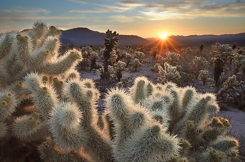 Joshua Tree National Park, California