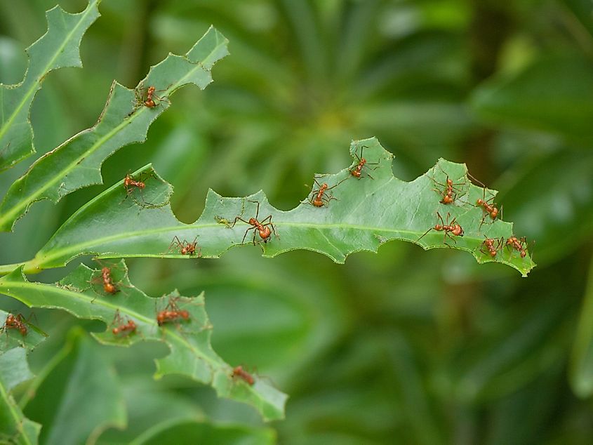 Leafcutter ants eating a leaf.
