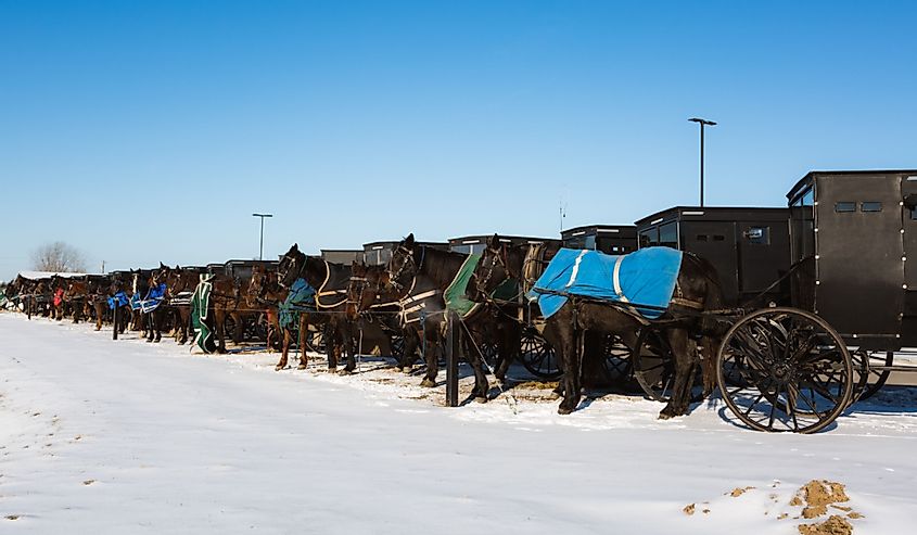 Amish horse and buggies lined up in the snow.