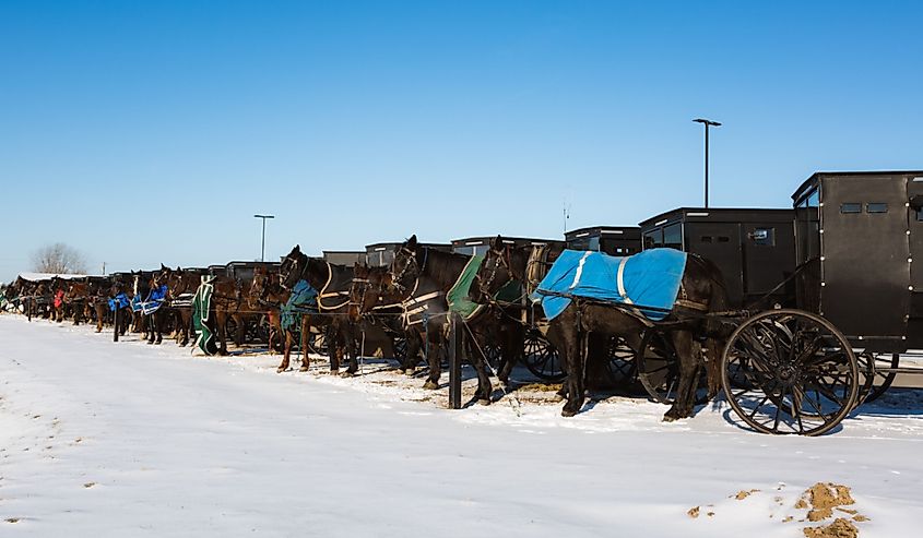  Amish horse and buggies lined up in the snow.