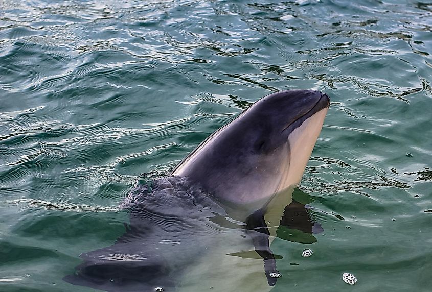 This beached porpoise was rescued.