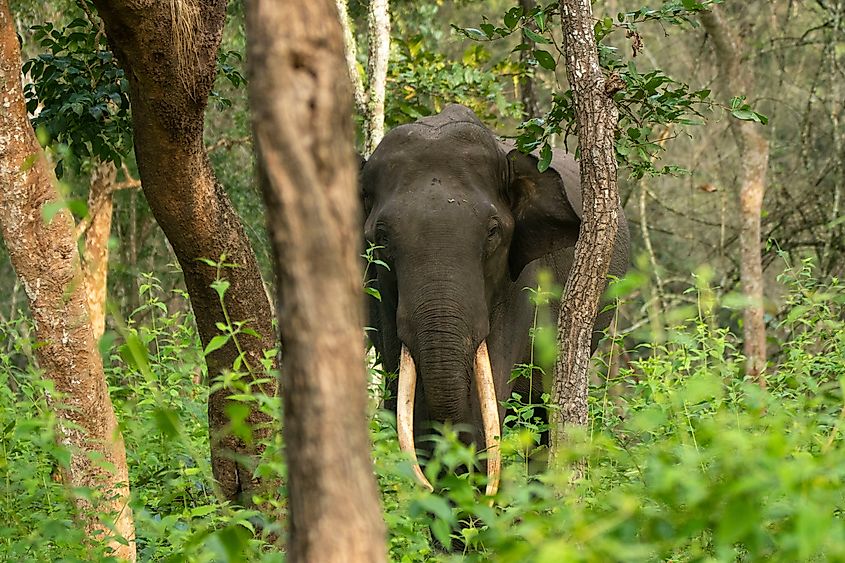 The Indian elephant (Elephas maximus indicus) is one of three extant recognized subspecies of the Asian elephant