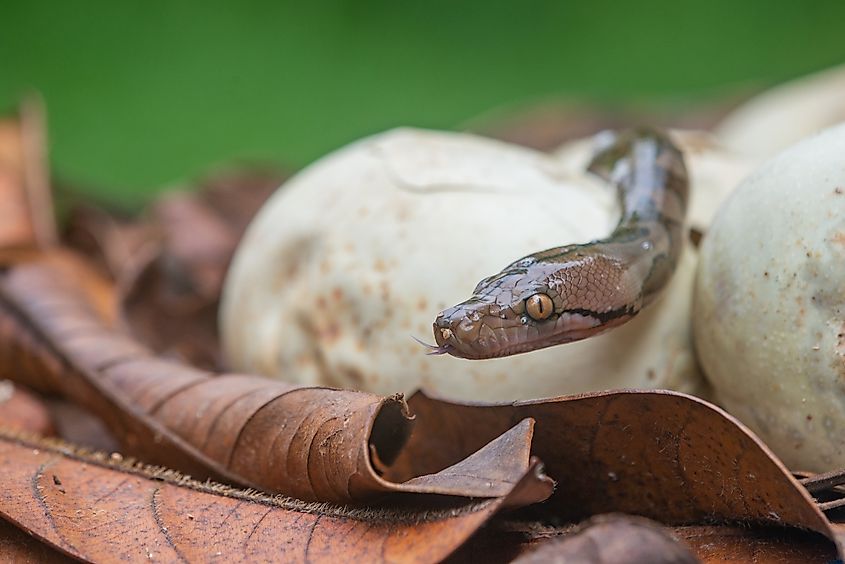 baby reticulated python hatching from egg on pile of dry leaves