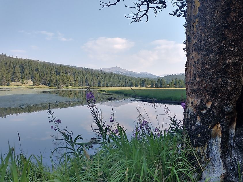 Cloud Peak Wilderness in the Bighorn Mountains, Wyoming.