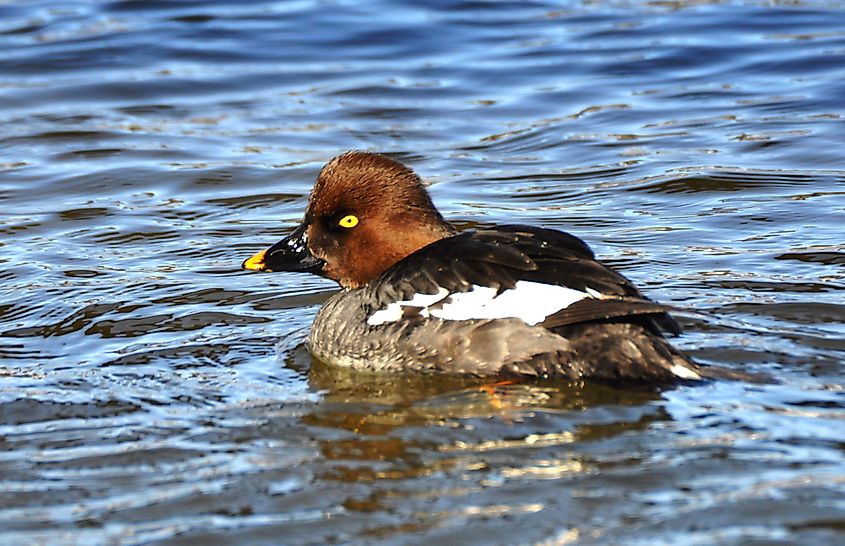 Goldeneye Duck in Saskatchewan River