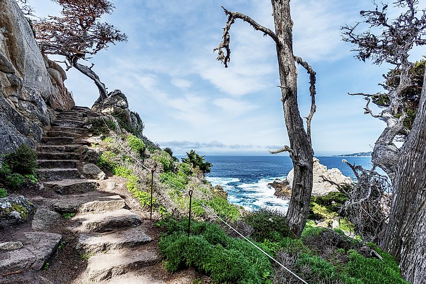 Cypress Grove Trail at Point Lobos State Natural Reserve.