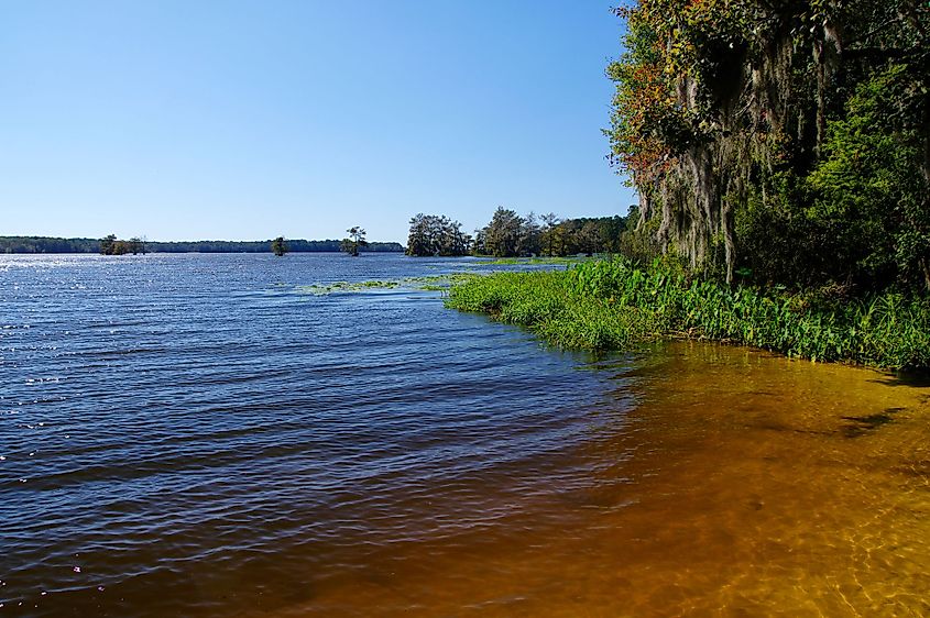 The Lake Talquin State Park and Forest with tall, glorious pine trees and old oak trees in Tallahassee, Florida 